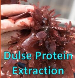 Dulse Seaweed Protein Extraction Thumbnail