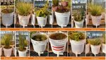 A picture of all the plants used in this study planted in buckets growing in a greenhouse